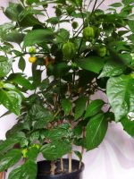 Лот: 18087446. Фото: 3. Плоды Carolina Reaper Каролинский... Растения и животные