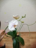 Лот: 8488448. Фото: 2. Орхидея большая, зацветаем 4больших... Комнатные растения и уход