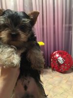 Лот: 10489223. Фото: 2. Щенок йорка. Животные и уход