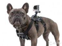 Лот: 9433242. Фото: 2. Крепление на собаку для GoPro... Аксессуары, расходные материалы