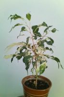 Лот: 3844937. Фото: 3. Фикус Кёрли. Растения и животные