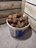 Лот: 25669299. Фото: 3. Картофель. Красноярск