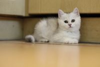 Лот: 11739425. Фото: 3. Британский котенок 2 мес - девочка2... Растения и животные
