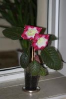 Лот: 3175648. Фото: 3. Глоксиния 24. Растения и животные