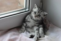 Лот: 5005071. Фото: 6. Британские котята. К празднику...
