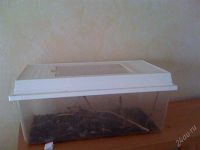Лот: 1110684. Фото: 2. террариум с палочниками срочно. Животные и уход