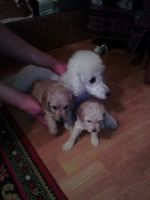 Лот: 9257271. Фото: 2. Щенки карликового пуделя породистые. Животные и уход