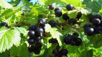 Лот: 14279428. Фото: 2. Смородина. Продукты