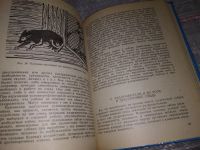 Лот: 16448381. Фото: 7. оз...(4092318) Основы служебного...