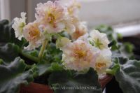 Лот: 4761841. Фото: 3. Фиалка Sunkissed Rose, лист. Растения и животные