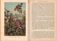 Лот: 15535905. Фото: 3. Жизнь животных Брэма. Второй том... Коллекционирование, моделизм