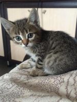Лот: 8218468. Фото: 2. Кошечка милашка! Забрали... Животные и уход