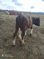 Лот: 18956886. Фото: 3. Бык 2,5 года. Растения и животные