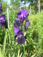 Лот: 2949746. Фото: 2. Ирис бородатый Тёмно-синий. Семена, рассада, садовые растения