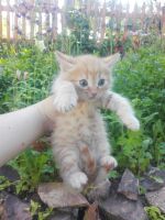 Лот: 9938990. Фото: 2. рыжий котёнок. Животные и уход