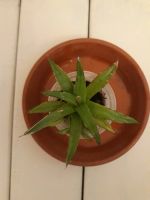 Лот: 16814045. Фото: 2. Агава (Agave victoriae-reginae... Комнатные растения и уход