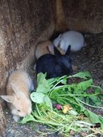 Лот: 22873961. Фото: 3. крольчата декоративные маленькие. Растения и животные