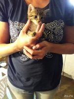 Лот: 8047772. Фото: 2. Отдадим котят. Животные и уход