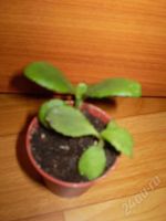 Лот: 33898. Фото: 2. чудотворное, лечебное каланхоэ...