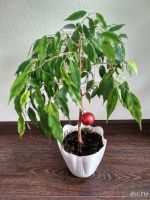 Лот: 12105352. Фото: 5. Фикус бенджамина Ficus benjamina...