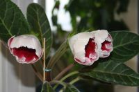 Лот: 4120118. Фото: 2. Глоксиния (Цветущее растение!). Комнатные растения и уход