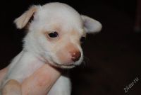 Лот: 1243938. Фото: 2. Щенок той-терьера № 4 (сука). Животные и уход
