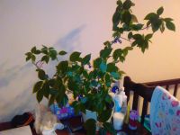 Лот: 4512344. Фото: 3. акалифа взрослая. Растения и животные