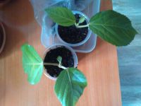 Лот: 9825595. Фото: 2. акалифа. Комнатные растения и уход