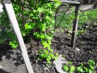 Лот: 13775602. Фото: 2. Смородина черная сладкая крупная... Семена, рассада, садовые растения