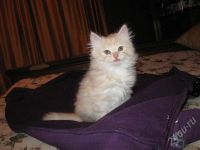 Лот: 279667. Фото: 3. котенок ищет дом. Растения и животные