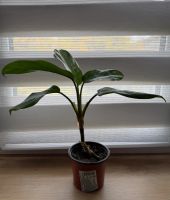 Лот: 25396795. Фото: 3. Аглаонема. Цветок удачи. N5. Растения и животные