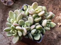 Лот: 10094380. Фото: 3. Синокрассула денсирозулата Sinocrassula... Растения и животные