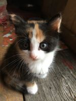 Лот: 16415218. Фото: 2. Котёнок (девочка) 4 месяца. Животные и уход