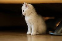 Лот: 4230468. Фото: 2. Британский котёнок 2,5 мес. Животные и уход