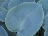 Лот: 20425118. Фото: 2. хоста Парисиан Силк (hosta Parisian... Семена, рассада, садовые растения