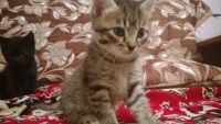 Лот: 3400161. Фото: 4. Котята (второй месяц, голубоглазые... Красноярск