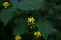 Лот: 11727778. Фото: 6. MC Zenitar-M2s 2/50