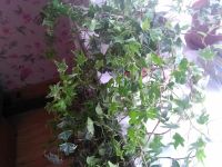 Лот: 11352899. Фото: 7. плющ