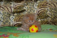 Лот: 4107517. Фото: 3. Котёнок персидский рыжий. Растения и животные