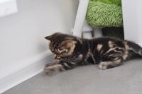 Лот: 10918405. Фото: 4. Котенок мальчик (мама - британская... Красноярск