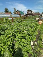 Лот: 25639839. Фото: 7. 2-комн. дача , садоводческое некоммерческое...