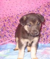 Лот: 1941876. Фото: 2. самые лучшие щенки ищут самых... Животные и уход