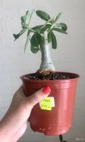 Лот: 17904478. Фото: 7. Адениум Cherry крупный
