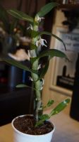 Лот: 5541721. Фото: 2. Орхидея Дендробиум Нобиле белый... Комнатные растения и уход