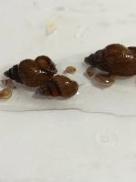 Лот: 16221872. Фото: 3. Улитки. Растения и животные