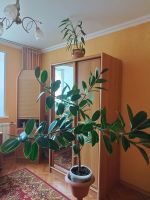 Лот: 24309412. Фото: 2. Фикус Большой, Красивый, Раскидистый. Комнатные растения и уход