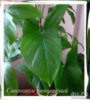 Лот: 16437167. Фото: 3. Сингониум "Ушковатый". Наполняет... Растения и животные