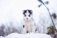 Лот: 6895842. Фото: 3. Щенки хаски (щенята, щенок) по... Растения и животные