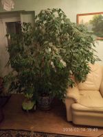 Лот: 6979827. Фото: 2. Фикус бенджамина. Комнатные растения и уход