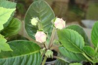 Лот: 4233779. Фото: 2. Глоксиния махровая (зацветает... Комнатные растения и уход